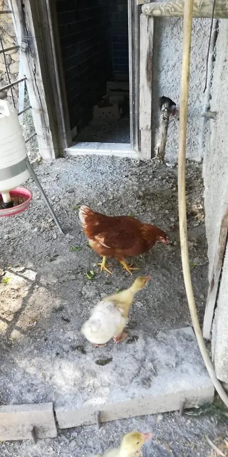 La Gallina Nel Castello Citr Oo9002-Beb Oo11 알벤가