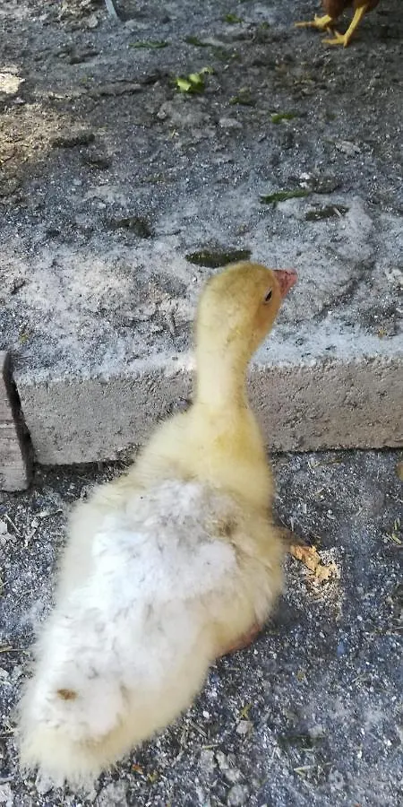 La Gallina Nel Castello Citr Oo9002-Beb Oo11 Albenga Bed and breakfast