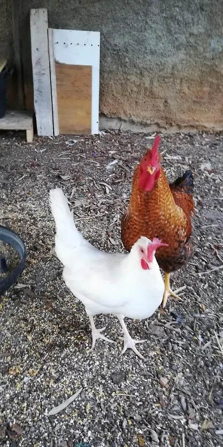 La Gallina Nel Castello Citr Oo9002-Beb Oo11 Albenga Italia